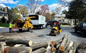 Grass Overseeding in Phoenix, IL