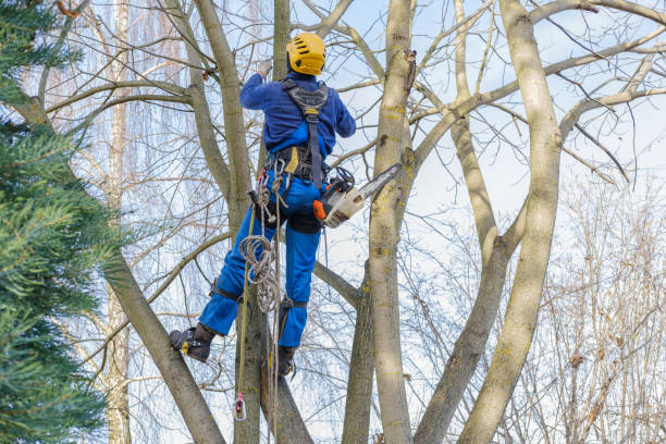 How Our Tree Care Process Works  in  Phoenix, IL