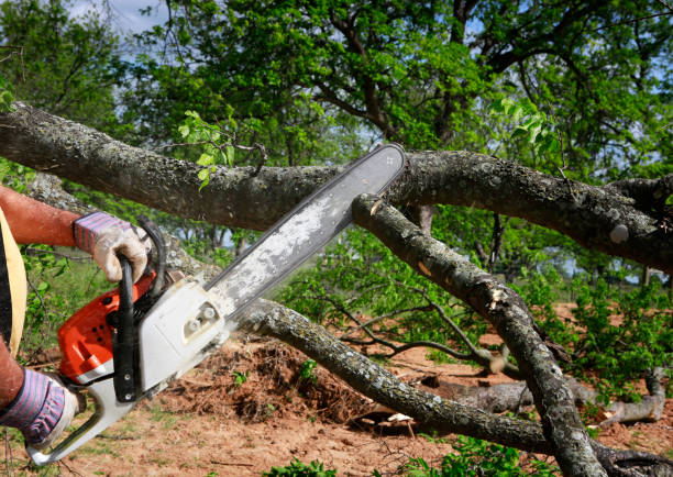 Phoenix, IL Tree Services Company